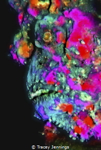 Electrified poison ... stonefish in Komodo by Tracey Jennings 